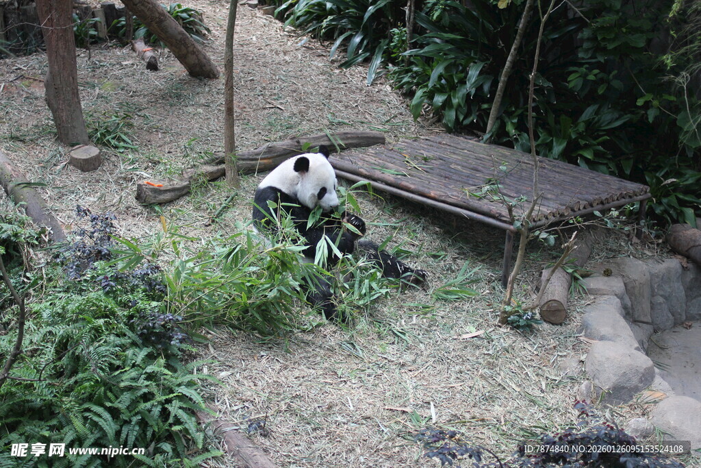 熊猫在户外场地活动