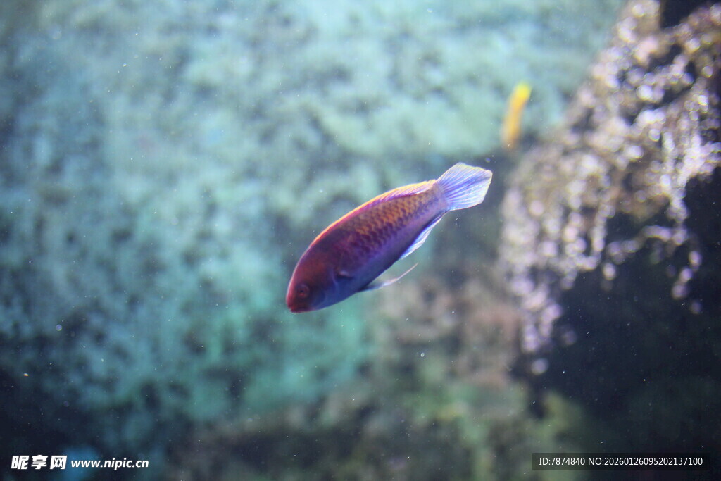 水中游动的彩色小鱼