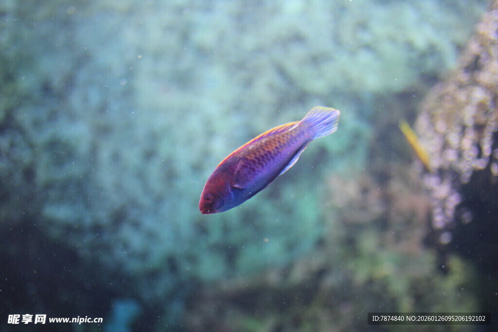 水中游动的彩色小鱼