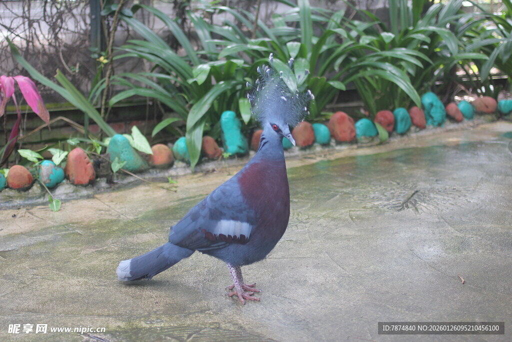 庭院中的美丽鸽子