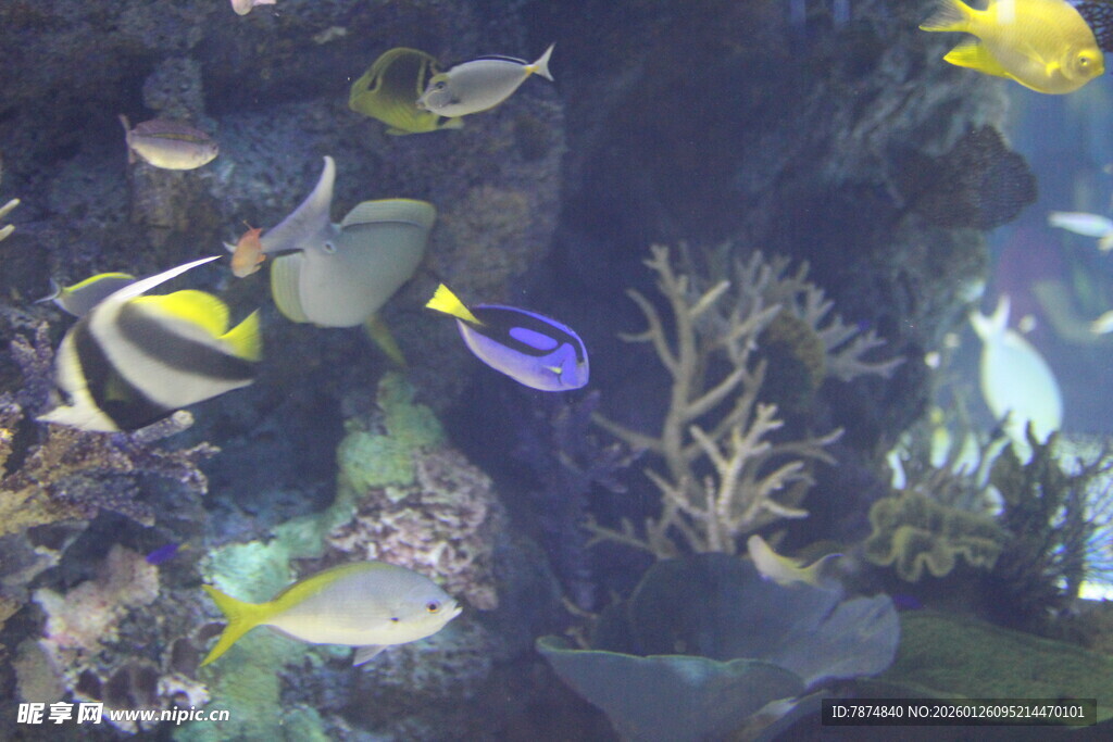 多彩海洋鱼群在珊瑚间游弋