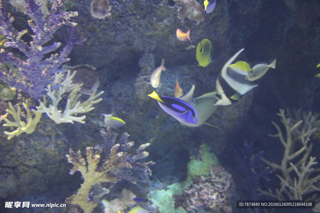 海底多彩鱼群与珊瑚景观