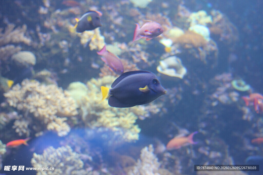 海底游弋的美丽热带鱼