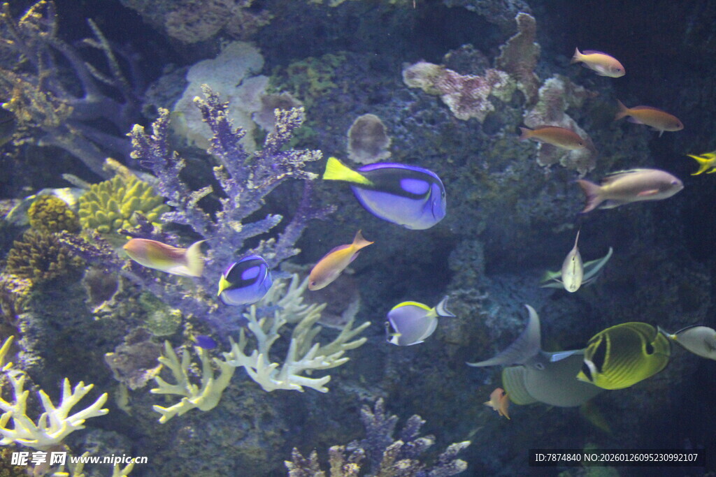 海底多彩鱼群与珊瑚景观