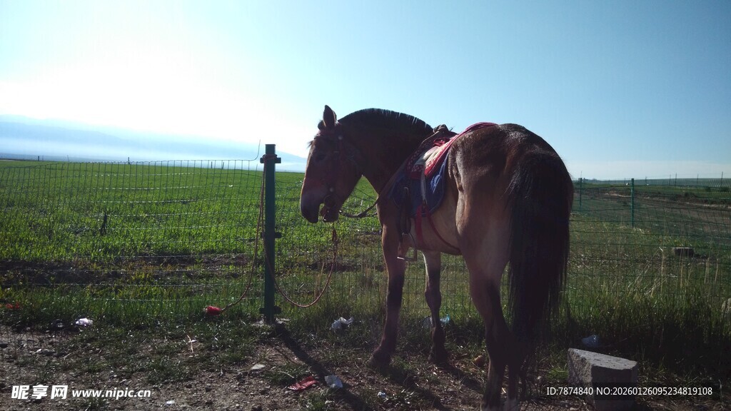 草原上独自站立的骏马
