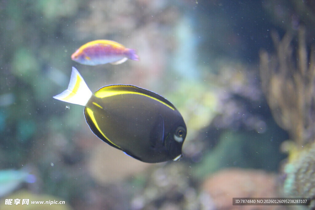 水中游弋的美丽热带鱼