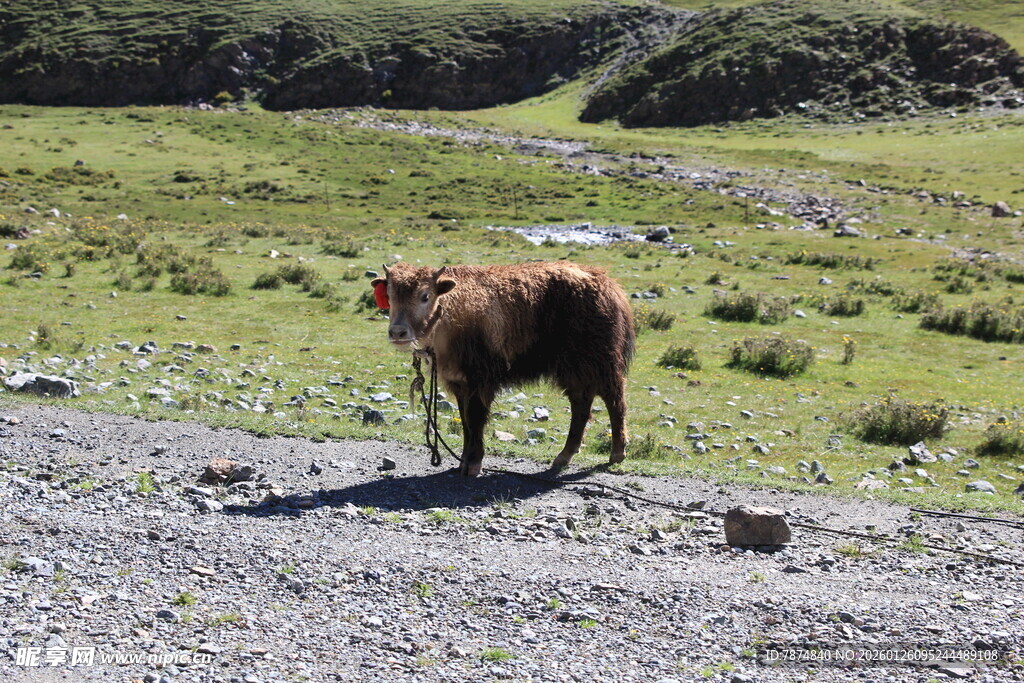 草原上的独行牛