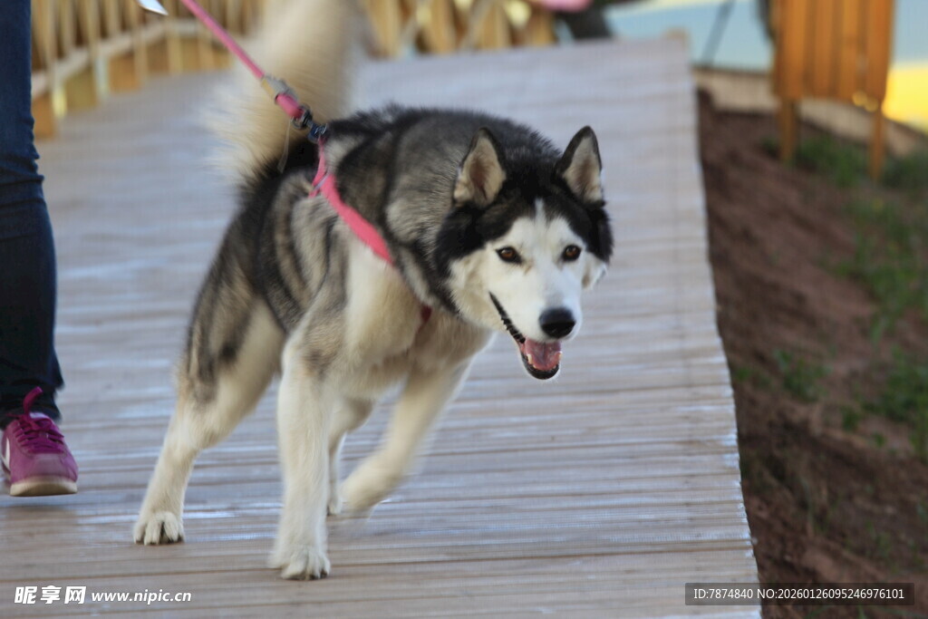 哈士奇在木板路上快乐行走