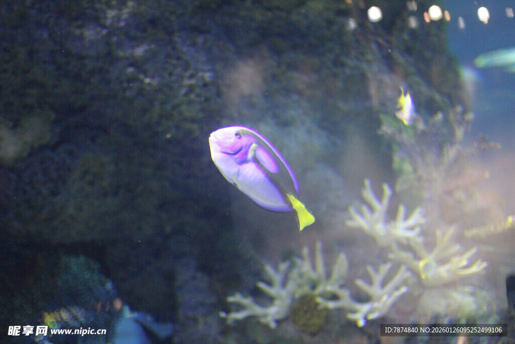 紫色海鱼悠游于珊瑚间