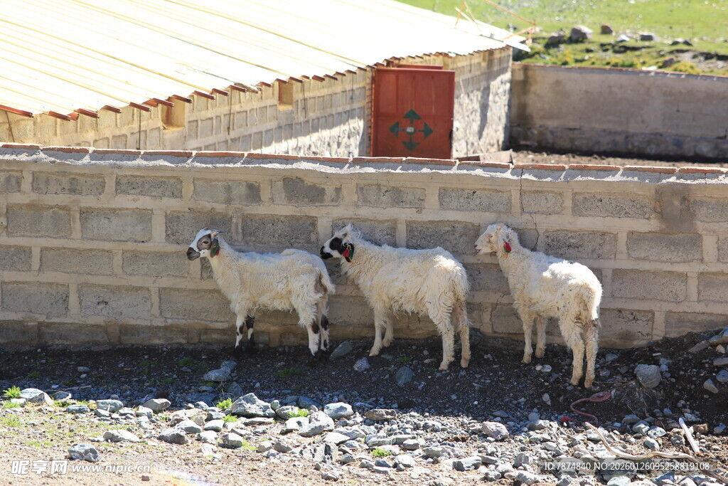 墙边站立的几只小羊羔