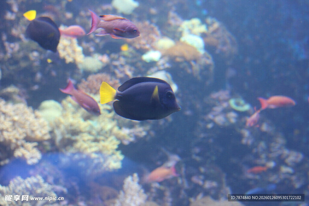 海底游动的多彩热带鱼