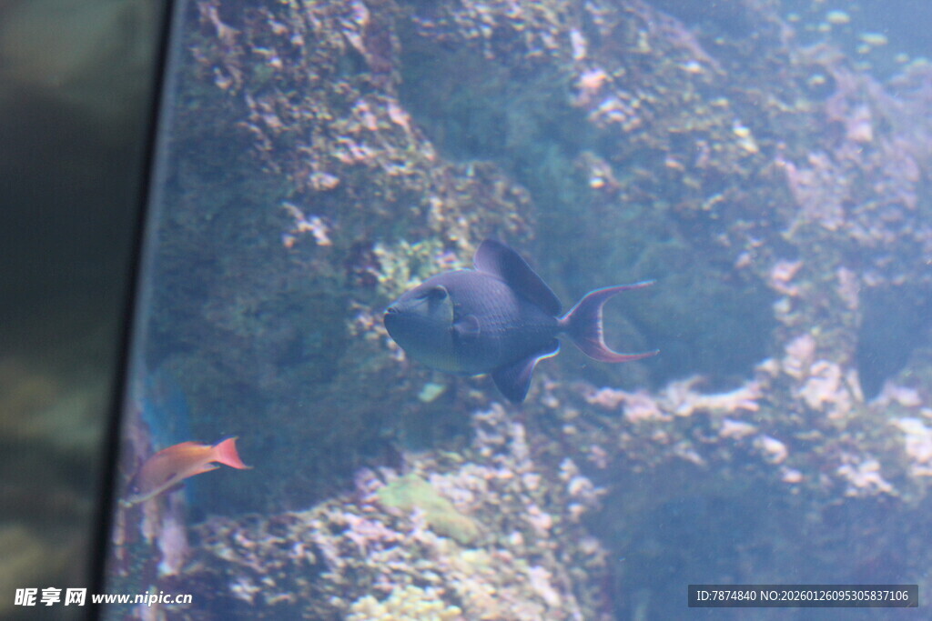 鱼缸中的多彩鱼类