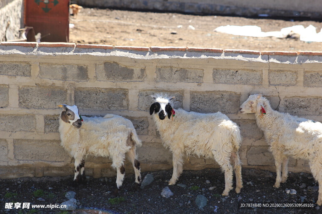墙边站立的几只小羊