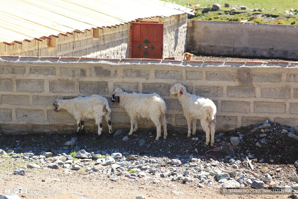墙边站立的几只小羊