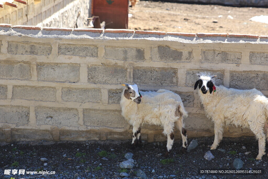 墙边站立的两只山羊