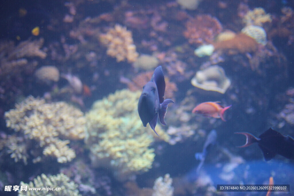 海底潜水员与多彩珊瑚