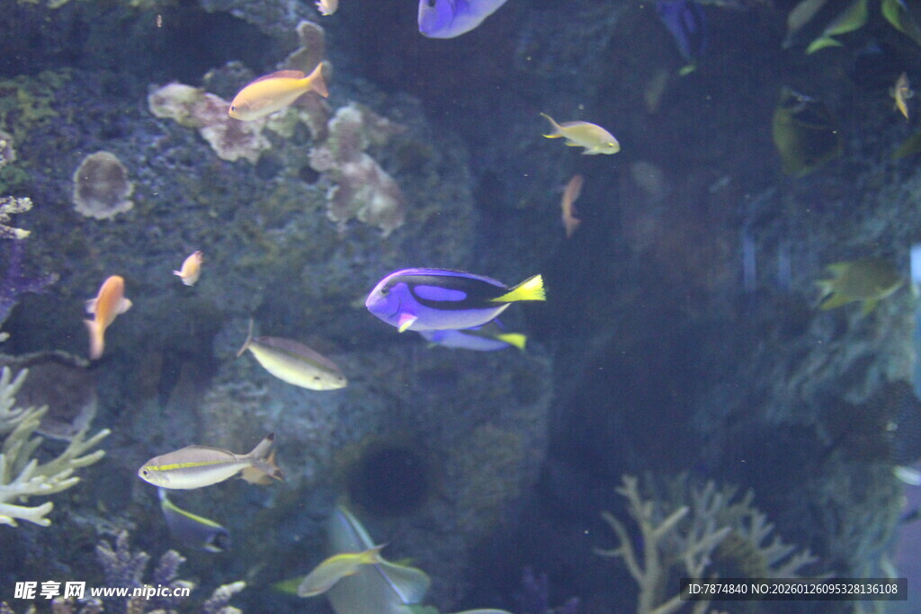多彩海洋鱼群在水中畅游