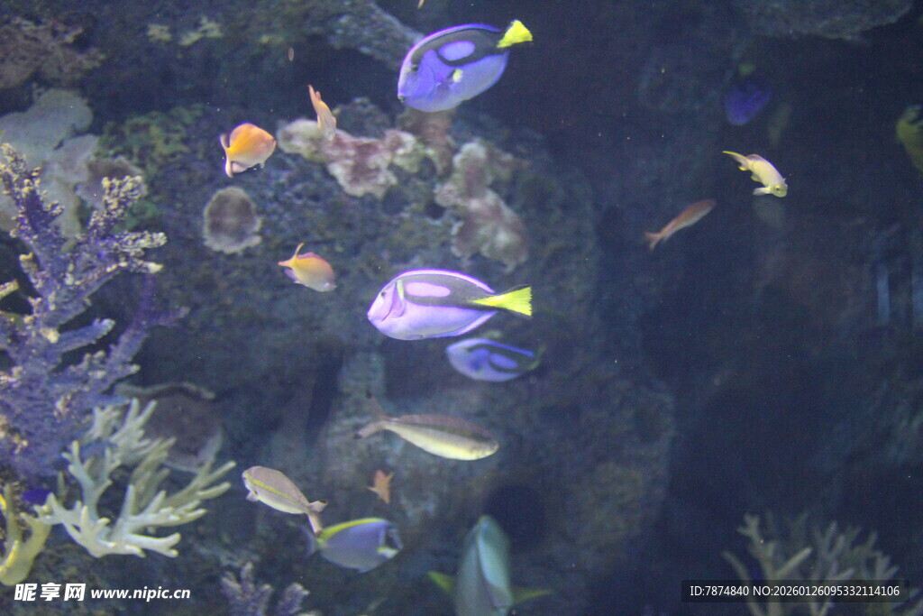 海底多彩鱼类畅游画面