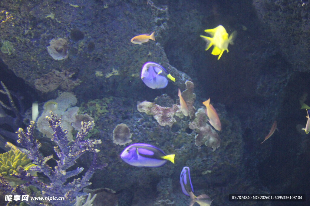 海底多彩热带鱼群景观
