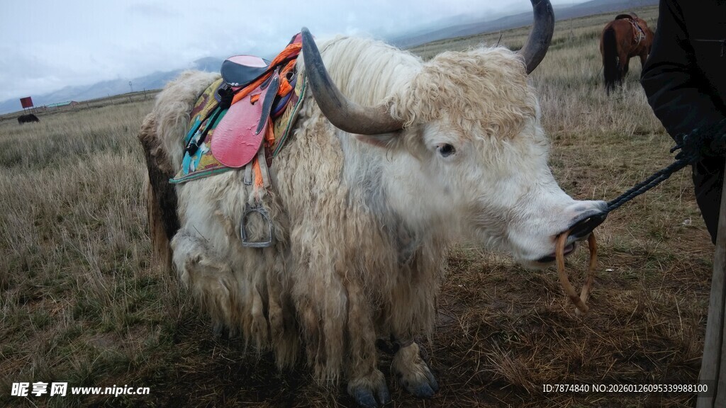 草原上的装饰牦牛