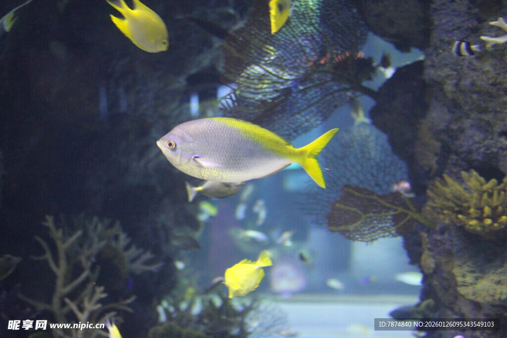 海底游鱼 灵动的水中精灵