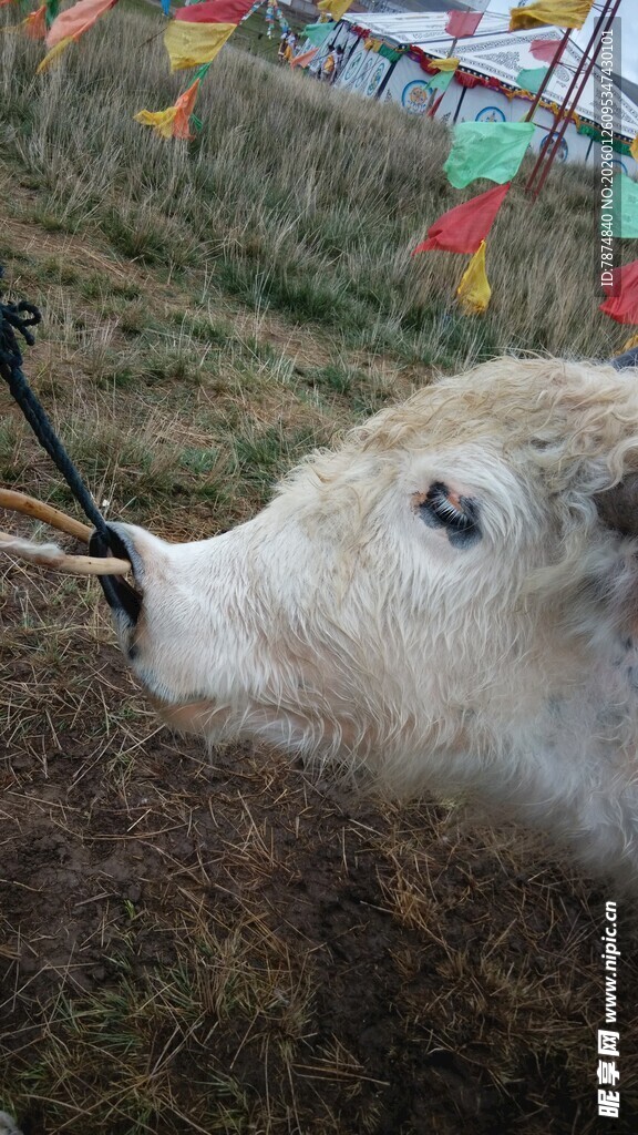 羊头特写 背景彩旗飘扬