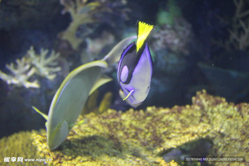 海底游动的美丽热带鱼