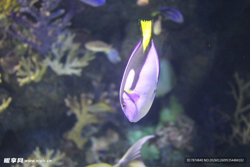 水中摇曳的紫色鸢尾花