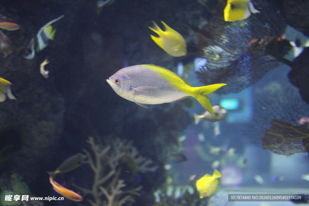 水族馆中游动的多彩鱼类