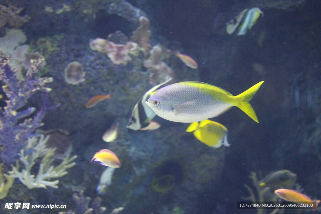 海洋中游动的多彩小鱼