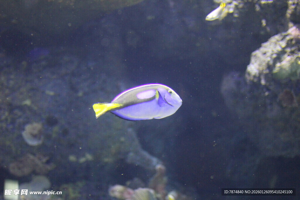 水中悠游的紫色热带鱼