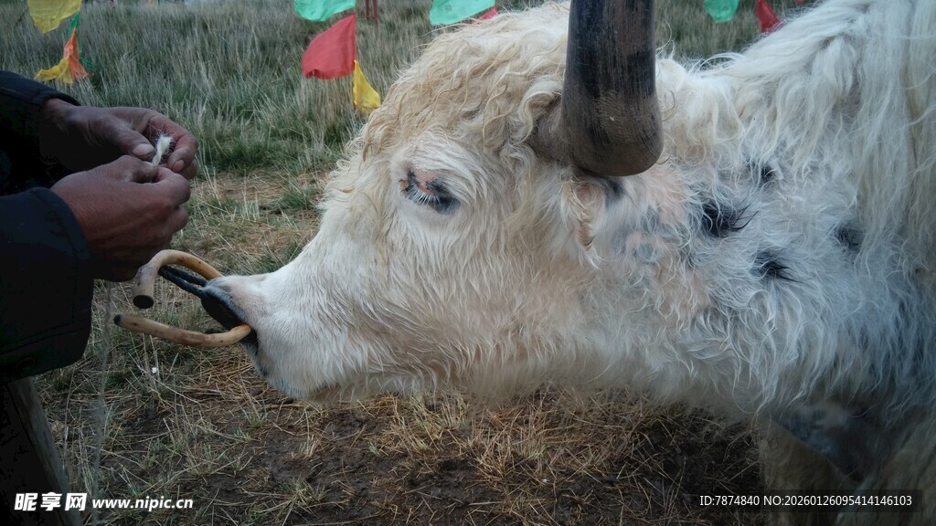 人与牦牛互动喂食场景