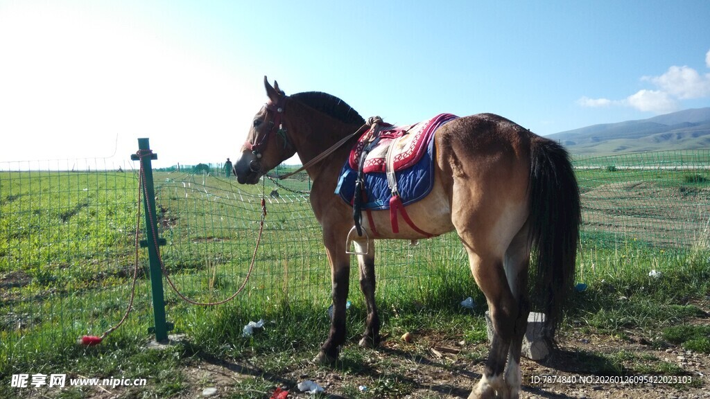 草原上的鞍马