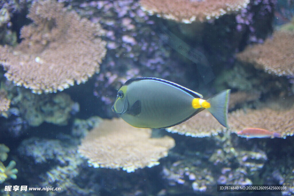 海洋中游动的美丽刺尾鱼