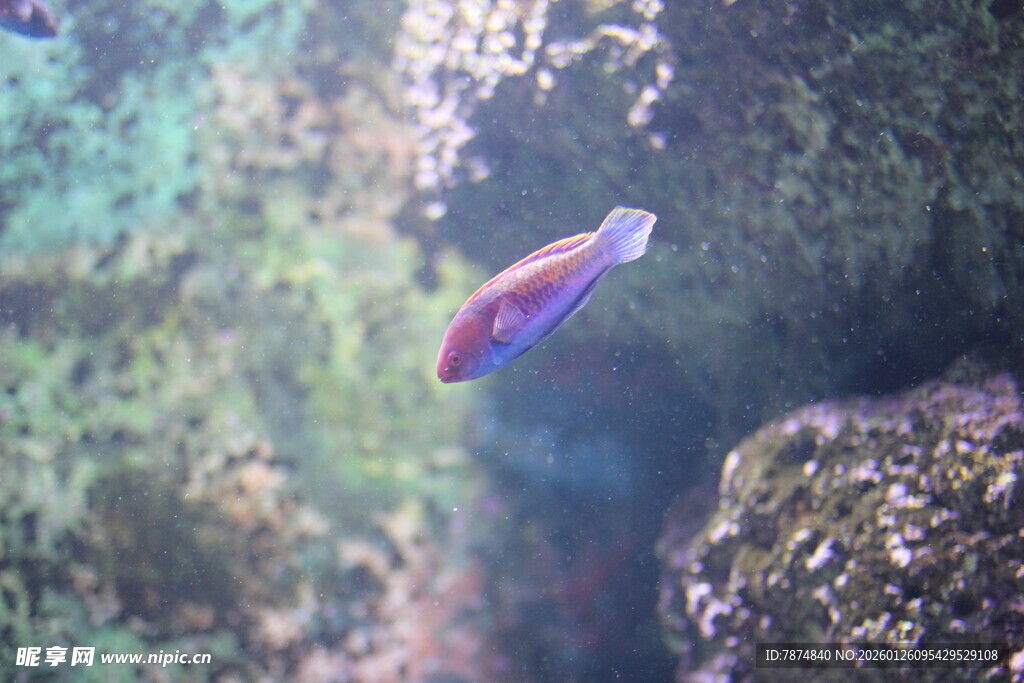 海底游动的彩色小鱼
