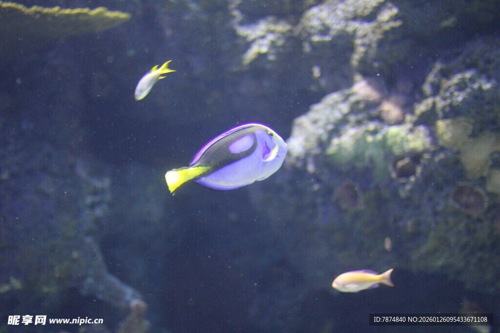 海洋中游动的多彩热带鱼