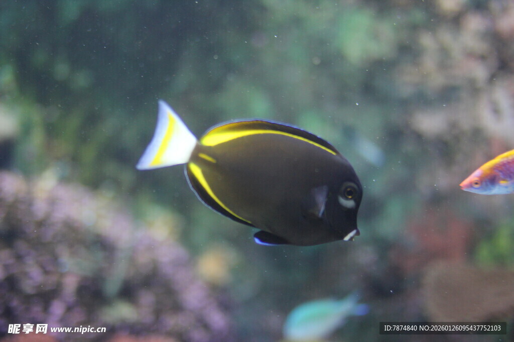 海洋中游动的美丽热带鱼