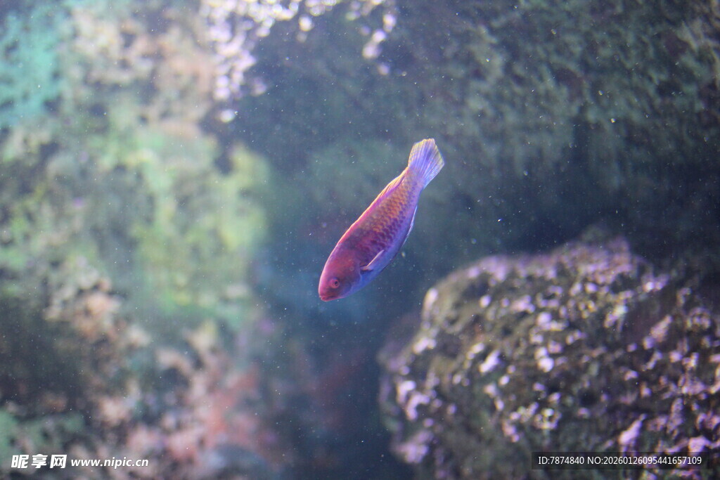 水中游动的彩色小鱼