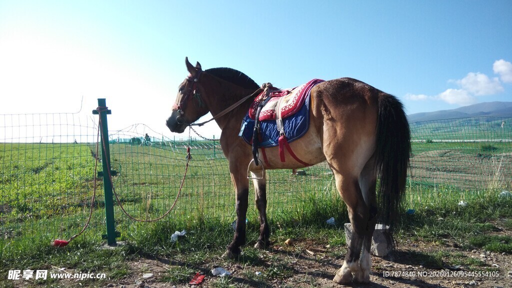 草原上的鞍马