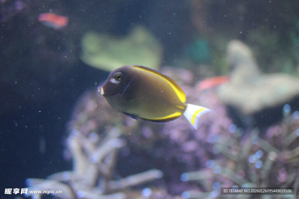 水中畅游的美丽热带小鱼