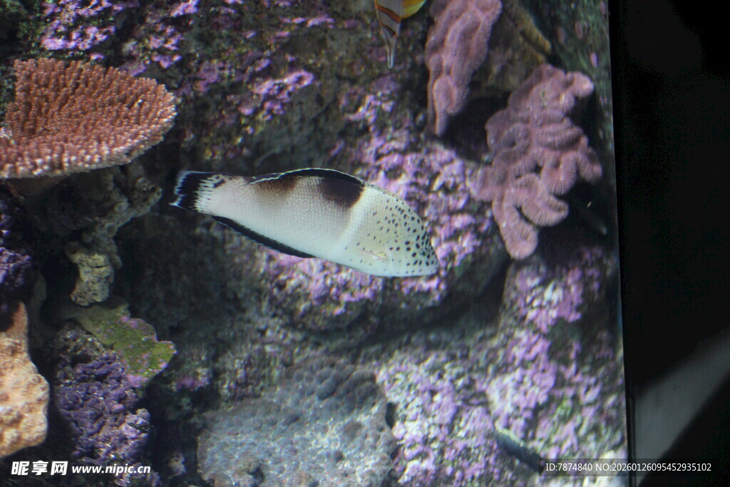 水族馆中的美丽热带鱼