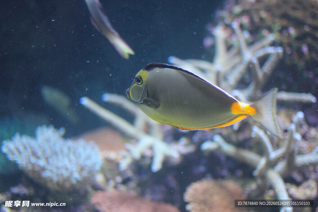 热带海洋中的美丽小鱼