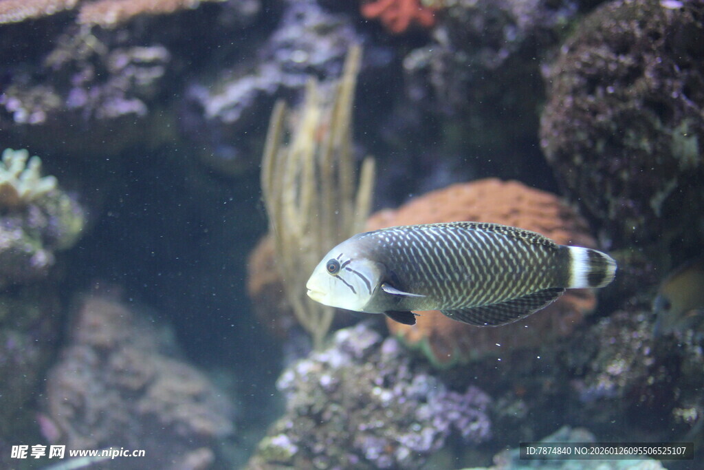 水族馆中游动的彩色小鱼