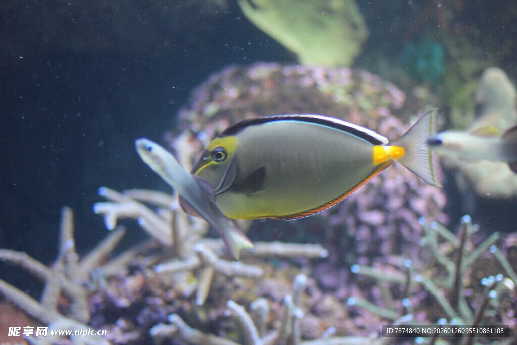 热带海洋中的美丽刺尾鱼