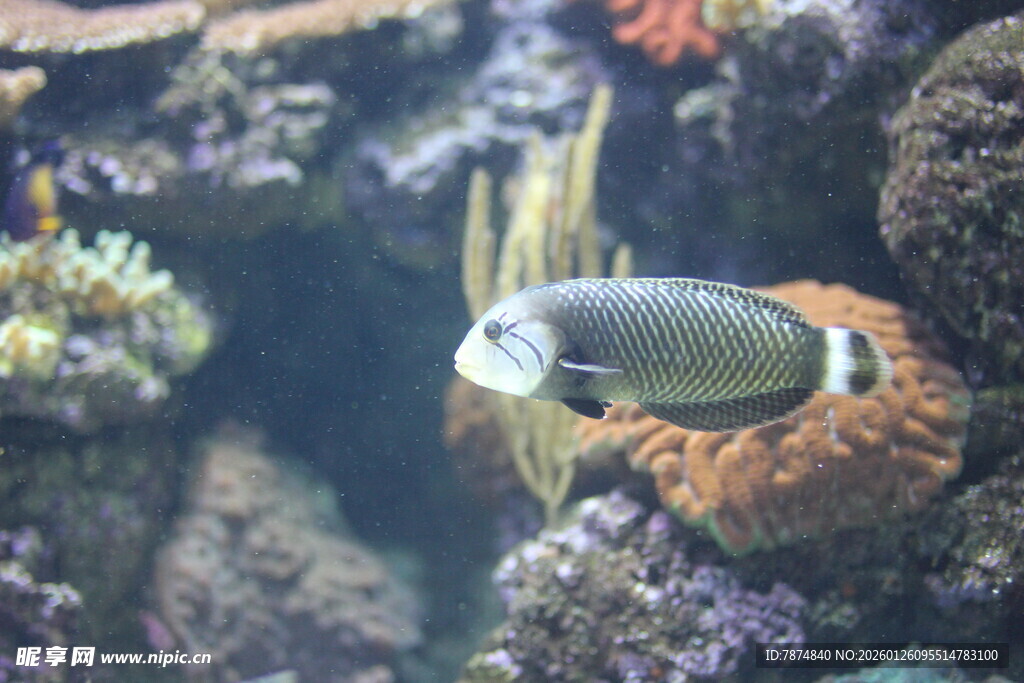 水族馆中的多彩鱼类