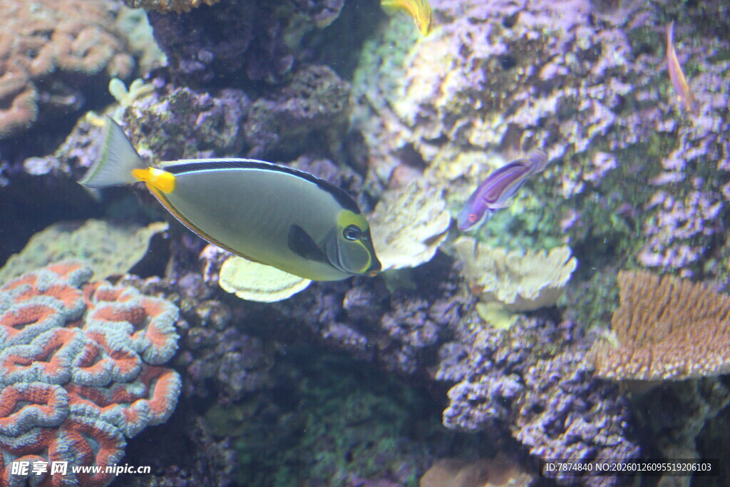 海底多彩鱼类与珊瑚景观