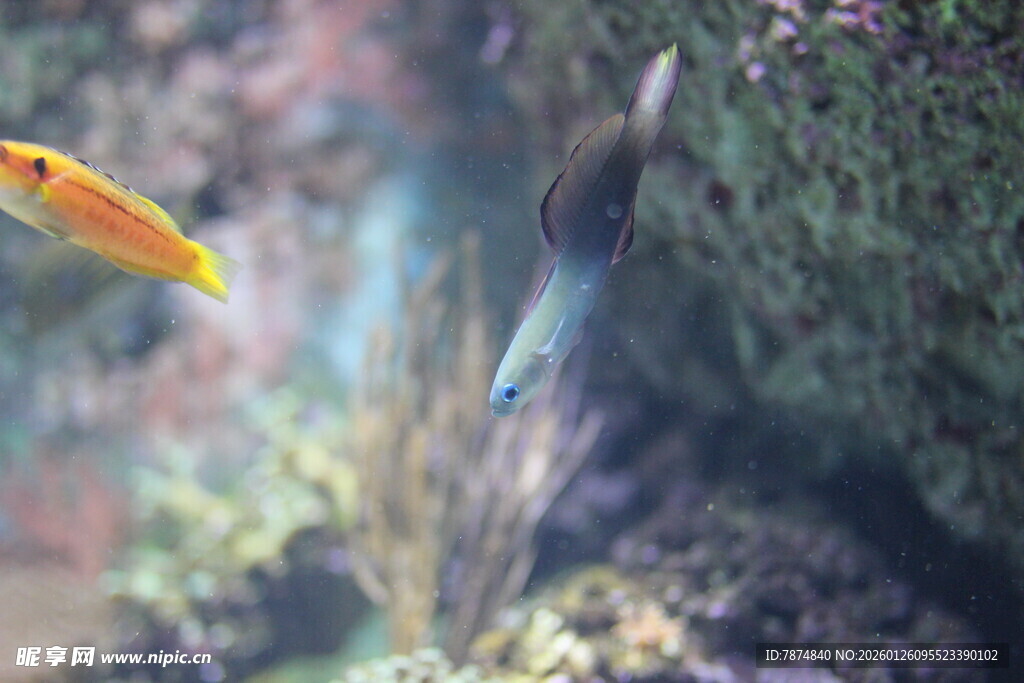 水中游鱼 灵动海底世界