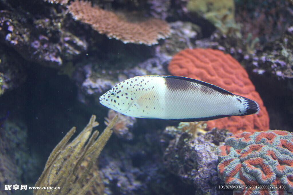 海洋中的美丽热带观赏鱼