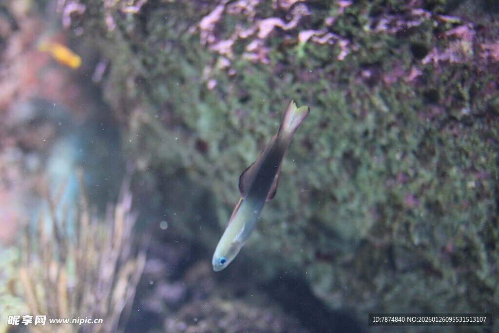 岩石旁游动的小鱼
