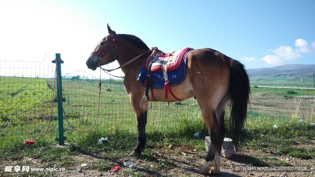 草原上的彩鞍骏马